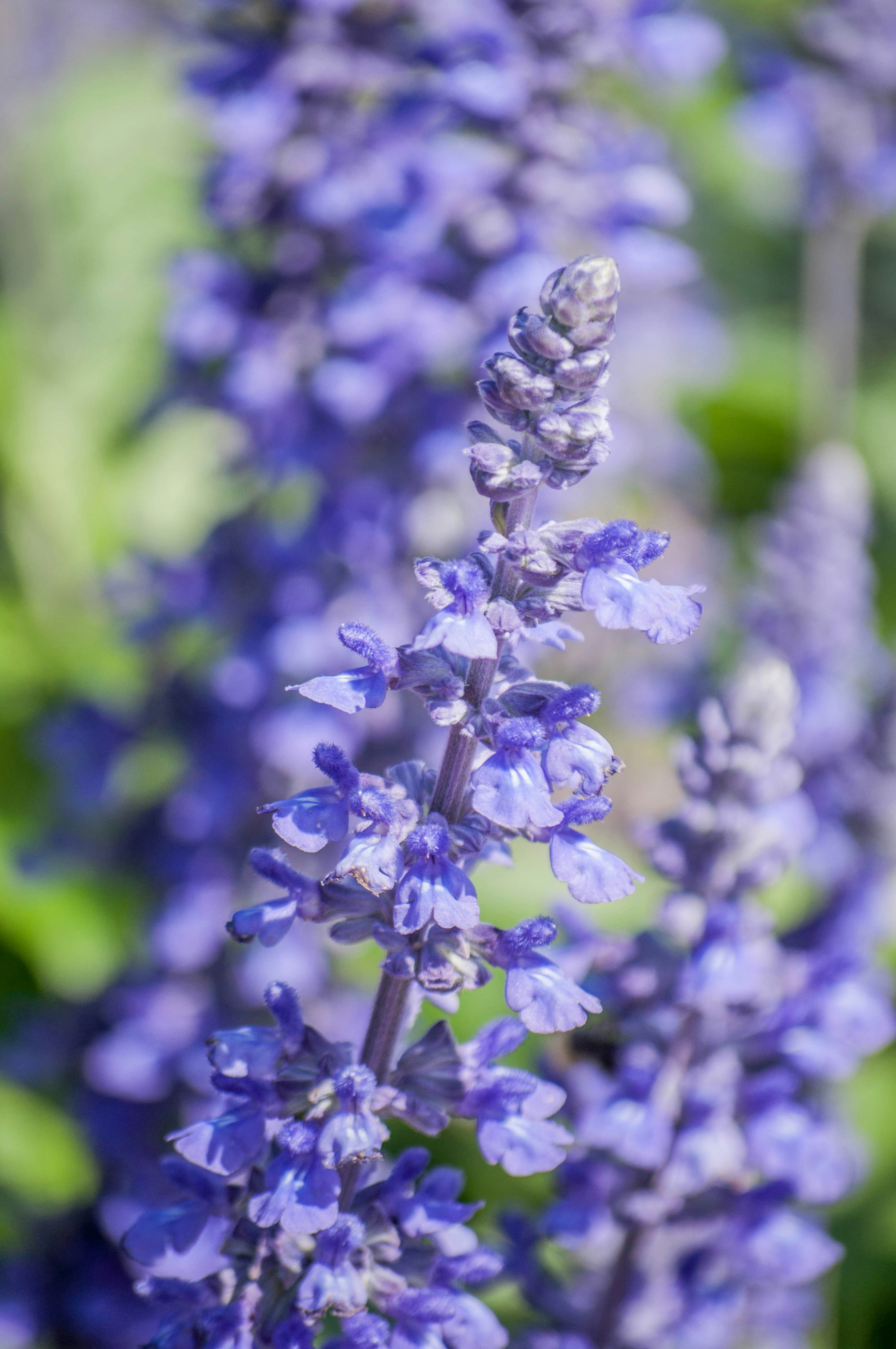 purple and white flower in tilt shift lens